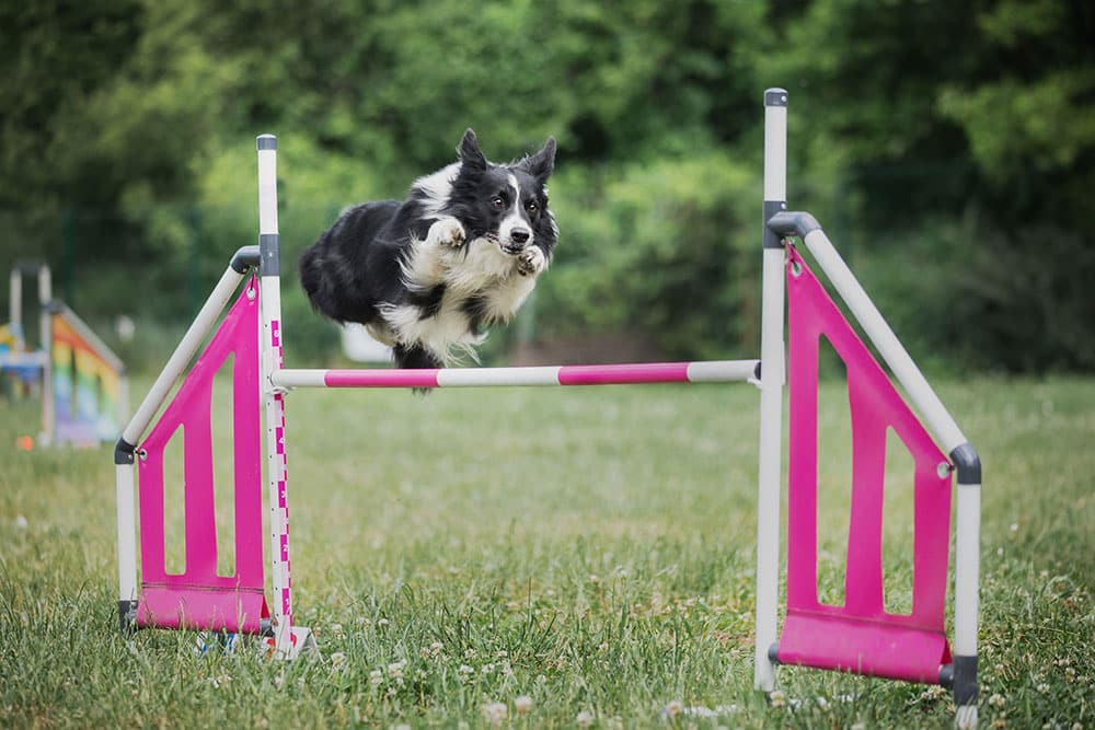 A black and white Border Collie leaps over a pink and white agility jump bar on a grassy field, with green trees in the background.