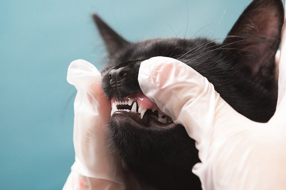 A person wearing white gloves gently lifts the lip of a black cat, exposing its teeth and gums, likely for a dental or health examination, against a blue background.