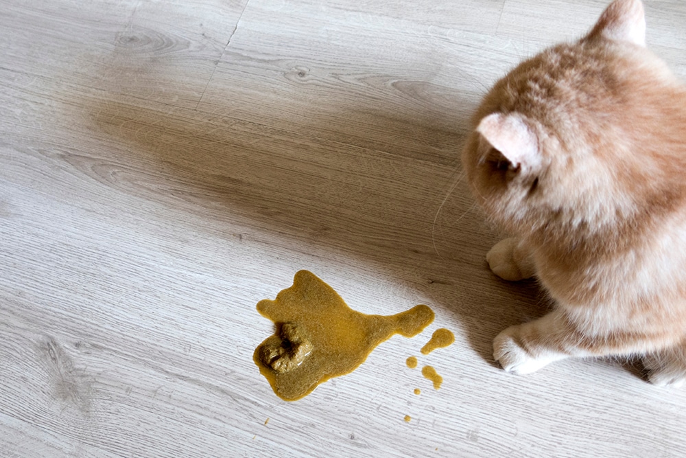 A light orange cat sits on a wooden floor next to a fresh puddle of cat vomit.