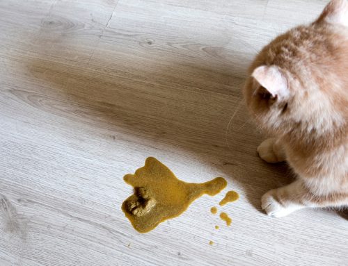 How Many Times a Week Should Your Pet Vomit Before You Call the Vet?
