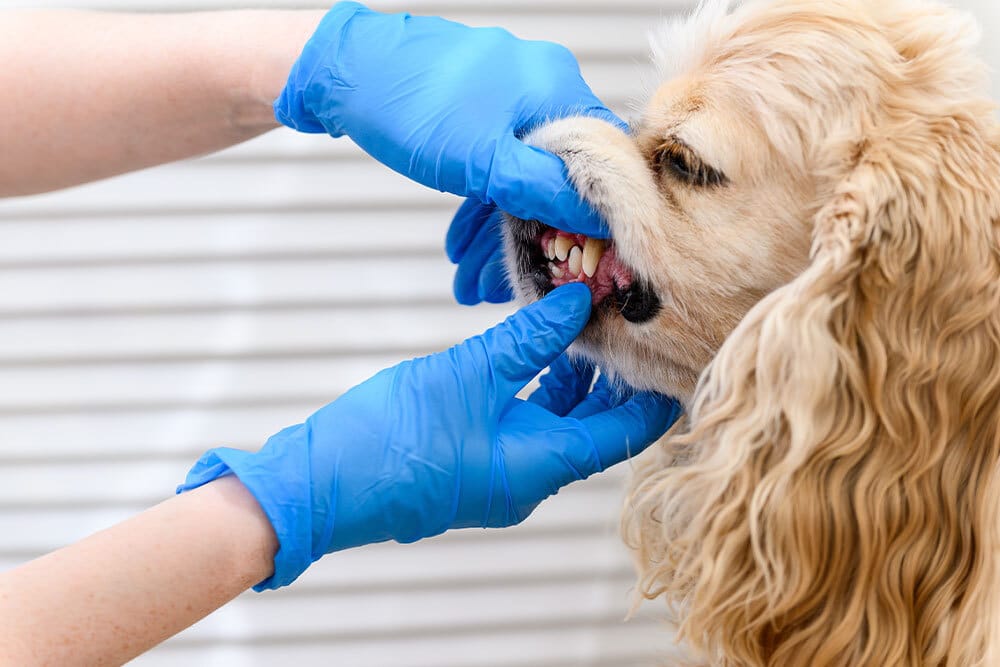 A person wearing blue gloves is gently lifting a dog's lip to examine its teeth and gums. The dog has long, wavy fur and is standing calmly during the dental check.
