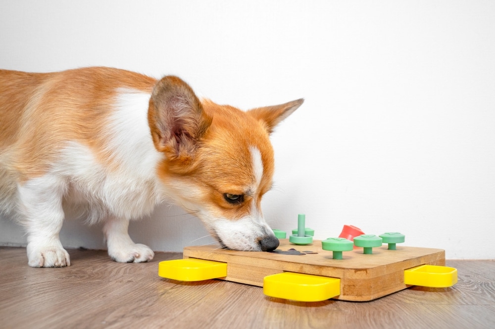 A brown and white corgi dog is sniffing at a wooden puzzle toy with green and yellow parts on a wooden floor, engaging with the interactive game.