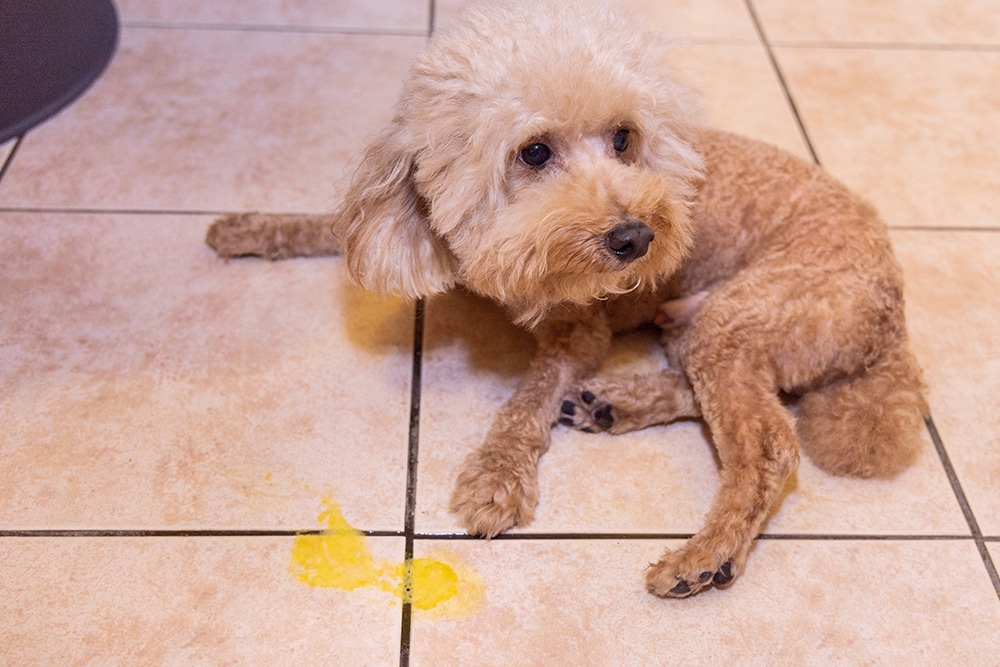 A small, curly-haired dog sits on a tiled floor next to a yellow liquid stain, looking up with a slightly guilty expression.
