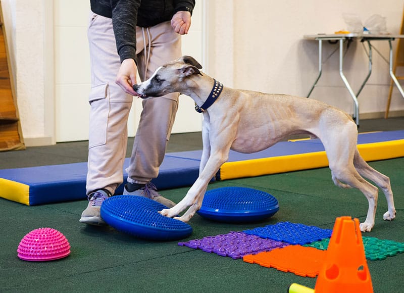 A person guides a slender dog across balance discs and colorful tactile mats in an indoor training area. The dog is stepping forward with its front paws on blue balance pads.