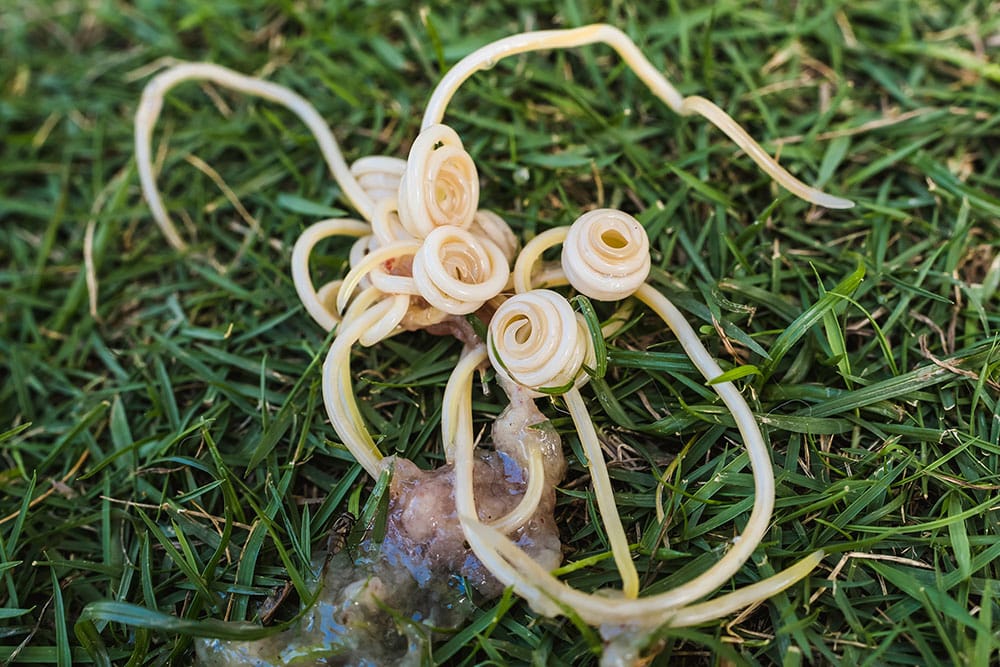 A cluster of pale, coiled roundworms lies on green grass, next to a small amount of translucent, slimy organic matter.