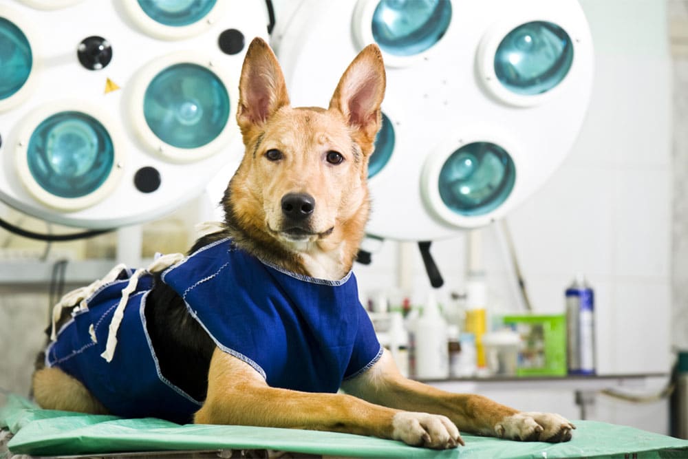 A dog wearing a blue medical gown lies on an exam table in a veterinary operating room, with bright surgical lights and medical equipment visible in the background.