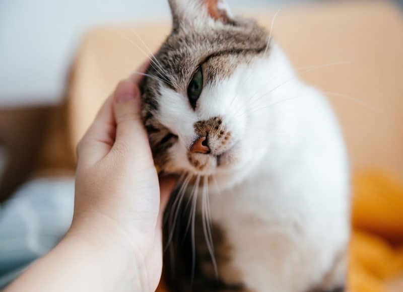 A person gently pets a content brown and white cat, which is leaning its head into the hand with its eyes half closed in enjoyment.