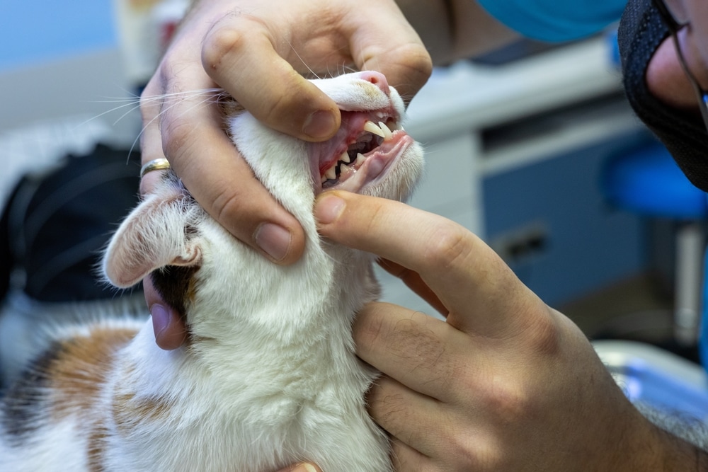 A person examines a cat's mouth by gently holding its head and opening its jaws, revealing the cat's teeth and gums in a veterinary or clinical setting.